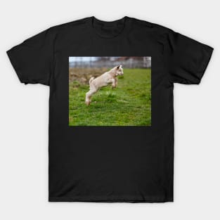 Baby goat jumping T-Shirt